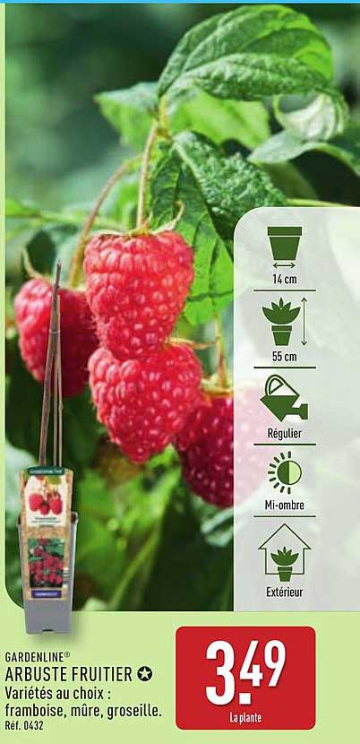 ARBUSTE FRUITIER - Variétés au choix : framboise, mûre, groseille.