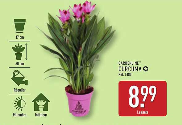 GARDENLINE® CURCUMA
