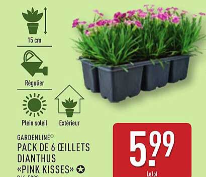 PACK DE 6 ŒILLETS DIANTHUS «PINK KISSES»