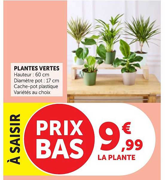 PLANTES VERTES