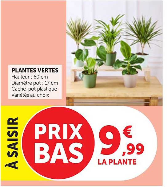 PLANTES VERTES