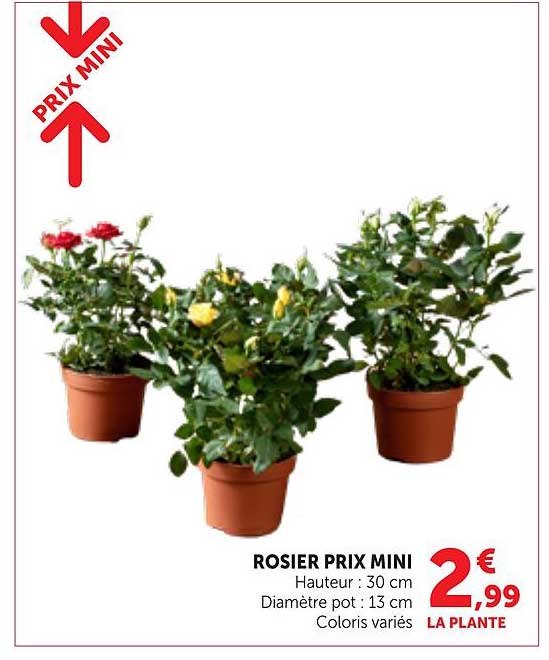 ROSIER PRIX MINI