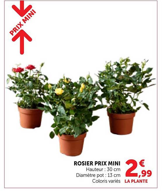 ROSIER PRIX MINI