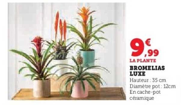 BROMELIAS LUXE