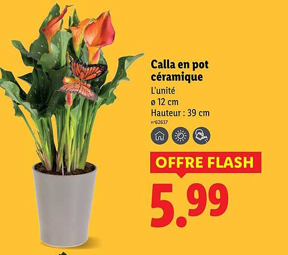Calla en pot céramique