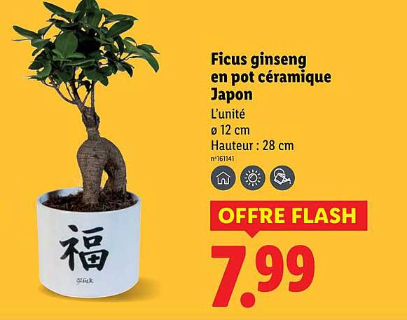 Ficus ginseng en pot céramique Japon