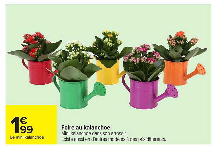 Foire au kalanchoe