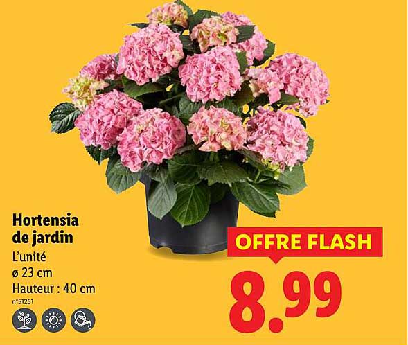 Hortensia de jardin