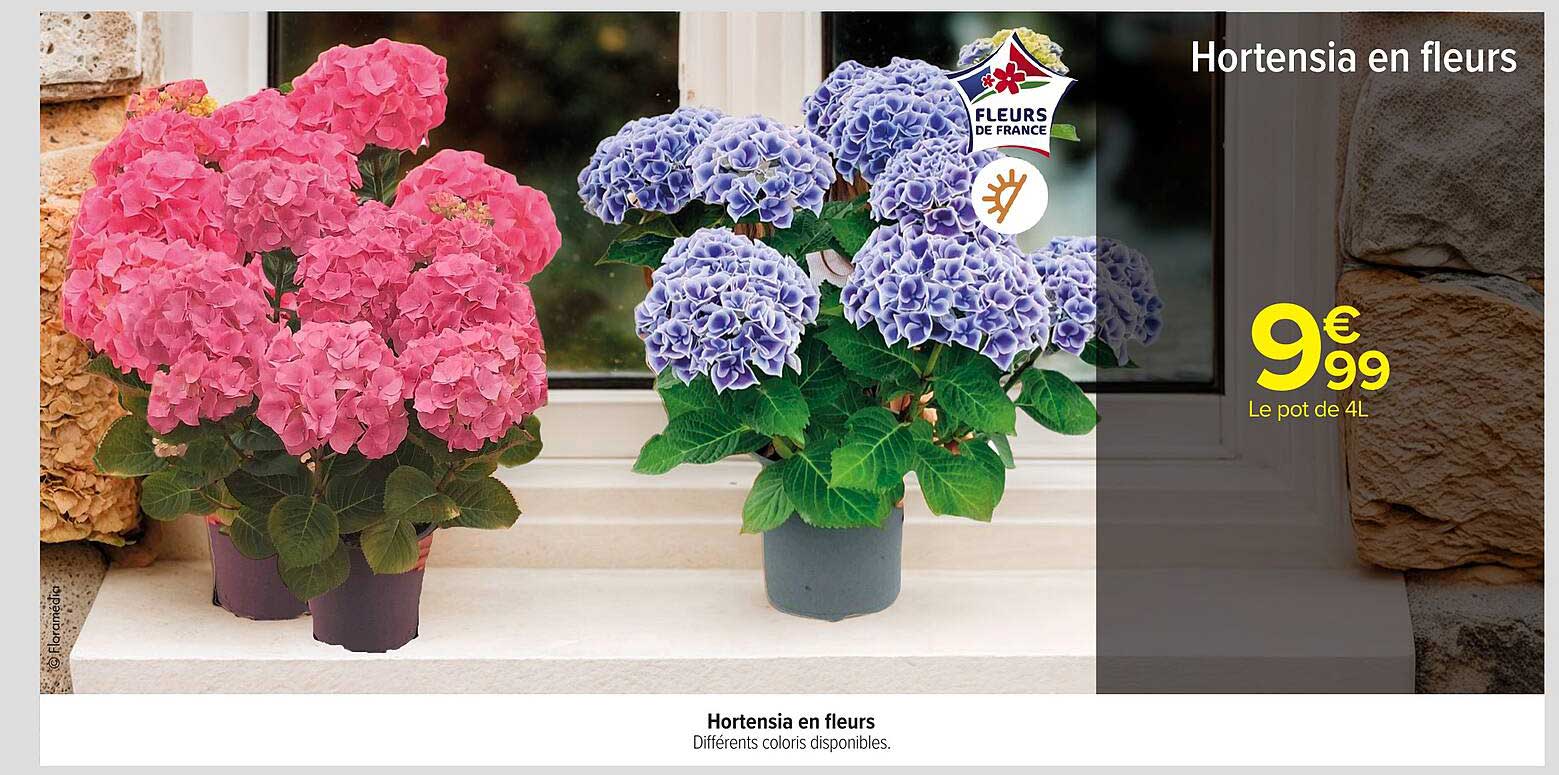 Hortensia en fleurs