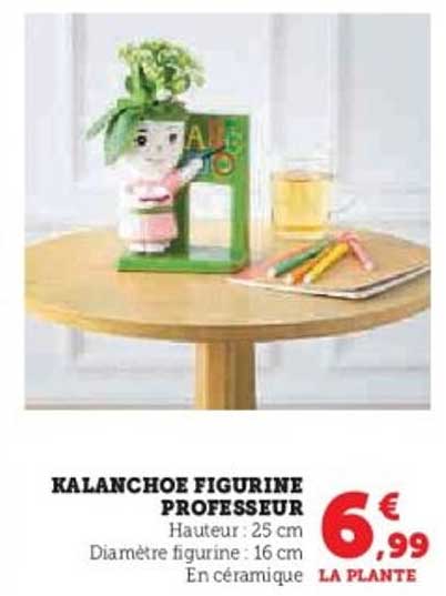 KALANCHOE FIGURINE PROFESSEUR