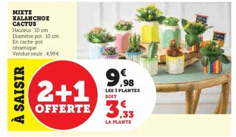 Mixte Kalanchoe Cactus