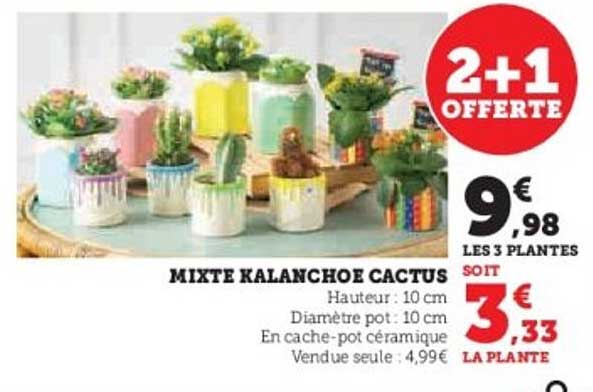 MIXTE KALANCHOE CACTUS