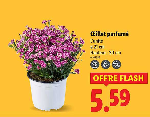 Œillet parfumé