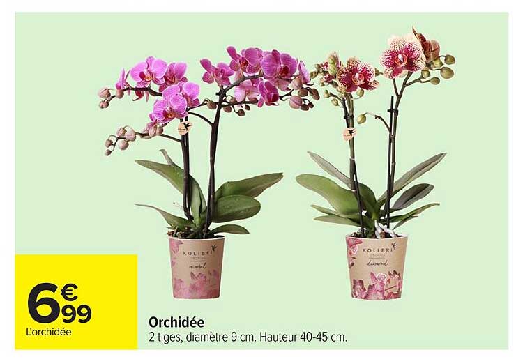 Orchidée