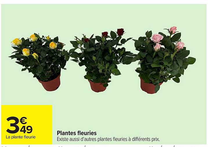 Plantes fleuries