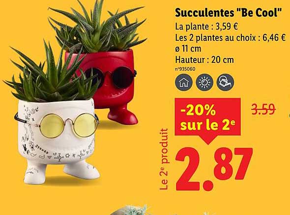 Succulentes "Be Cool"