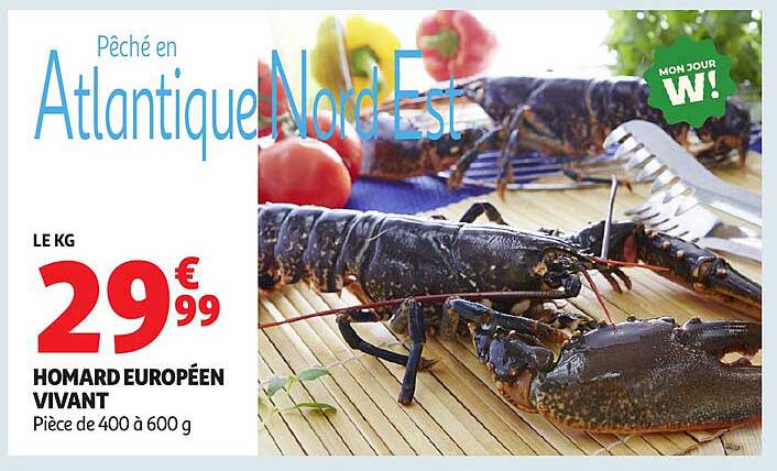 HOMARD EUROPÉEN VIVANT