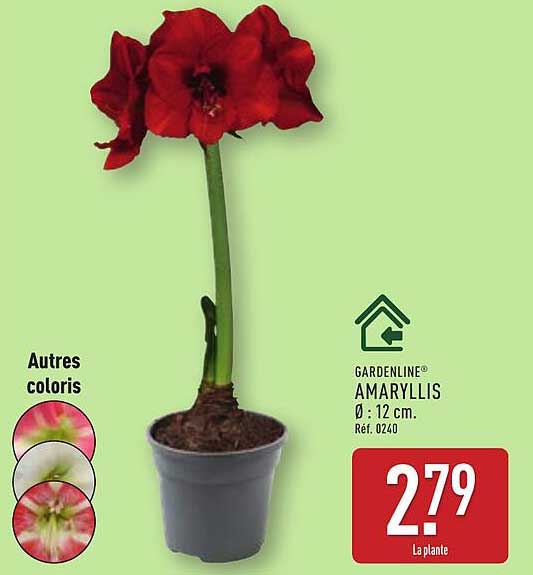 AMARYLLIS GARDENLINE® Ø 12 cm
