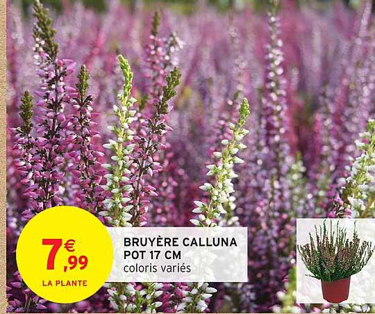 BRUYÈRE CALLUNA POT 17 CM coloris variés