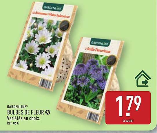 BULBES DE FLEUR