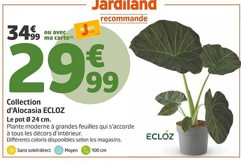 Collection d'Alocasia ECLOZ