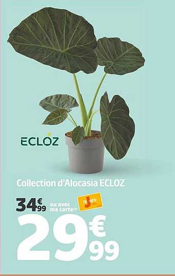 Collection d'Alocasia ECLOZ