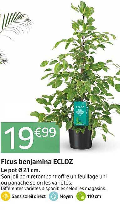 Ficus benjamina ECLOZ