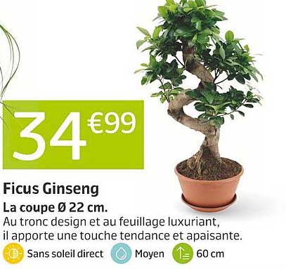 Ficus Ginseng