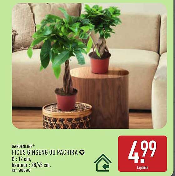 FICUS GINSENG OU PACHIRA