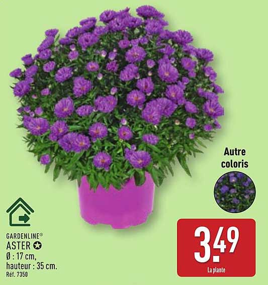 GARDENLINE® ASTER