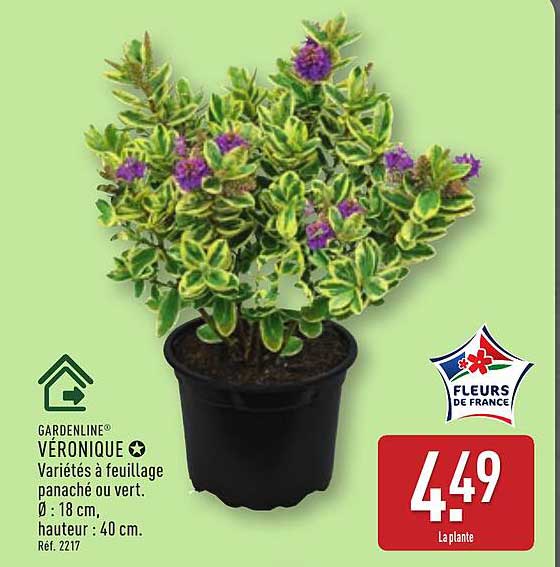 GARDENLINE® VÉRONIQUE