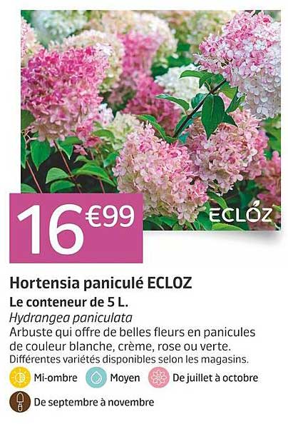 Hortensia paniculé ECLOZ