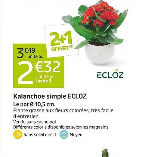 Kalanchoe simple ECLÖZ