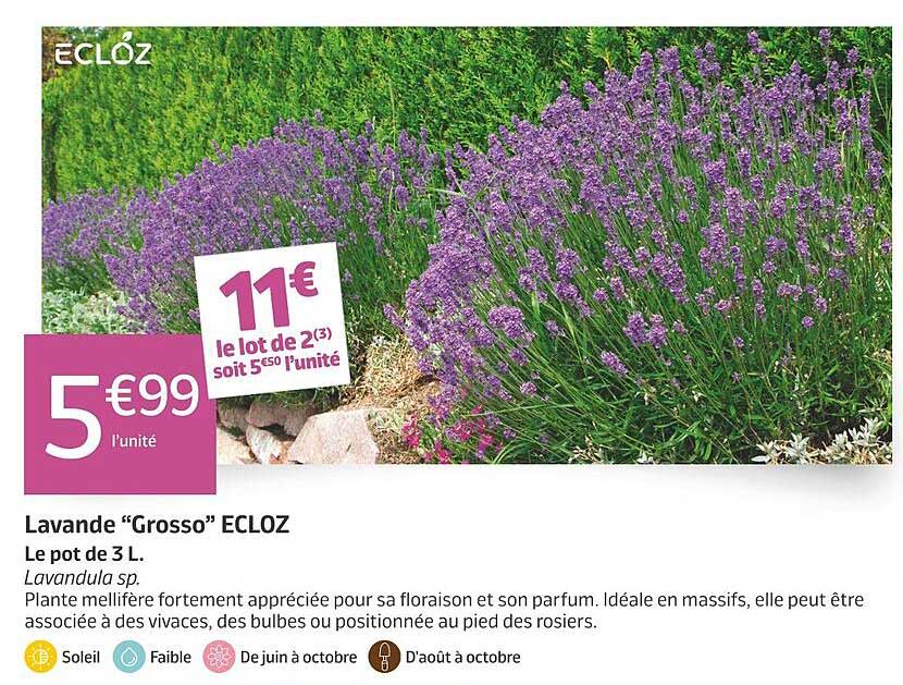 Lavande “Grosso” ECLOZ