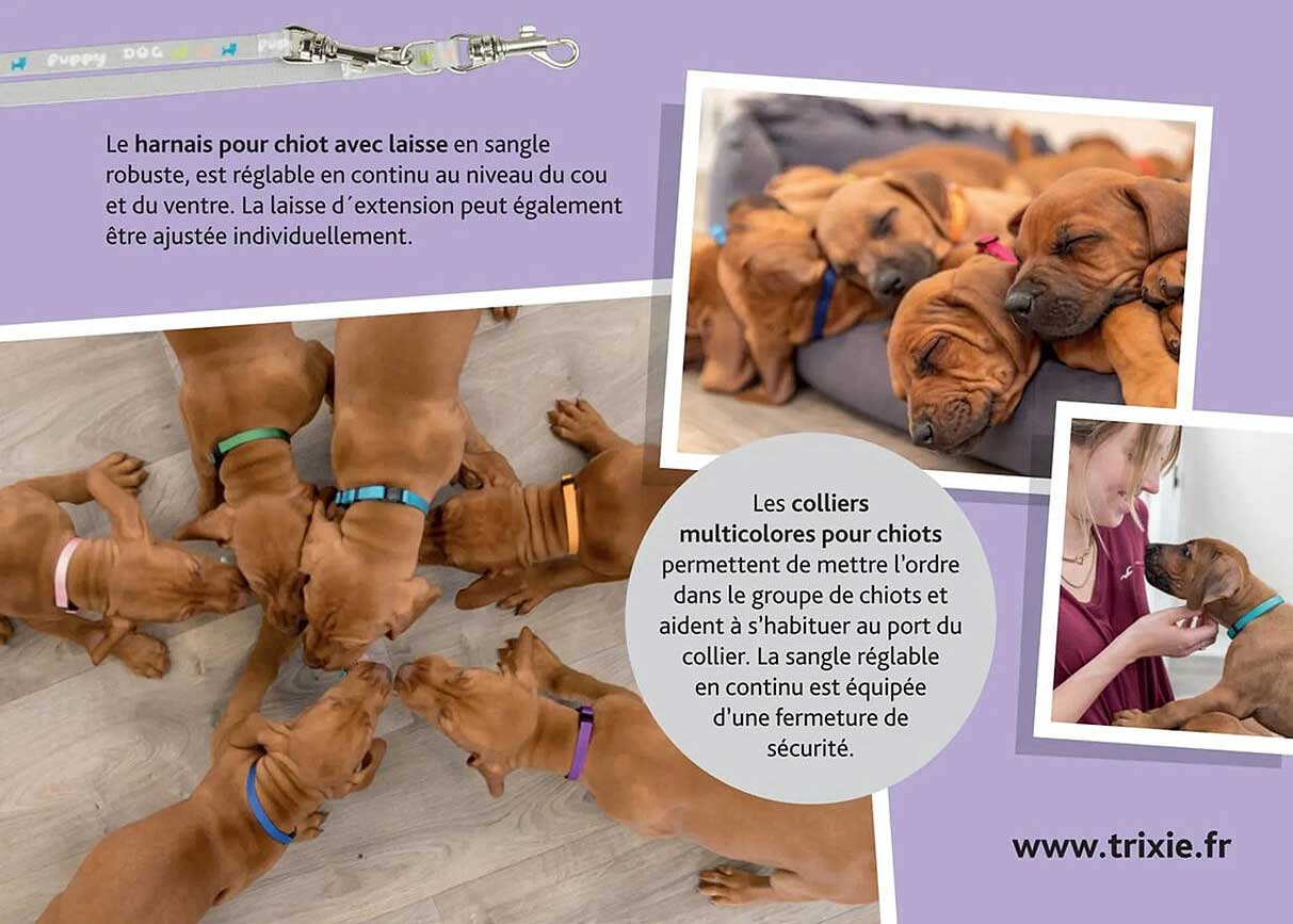 Le harnais pour chiot avec laisse en sangle robuste