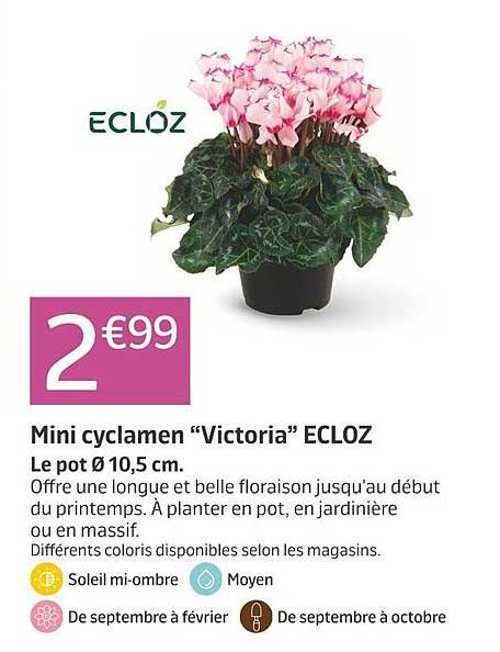 Mini cyclamen “Victoria” ECL OZ