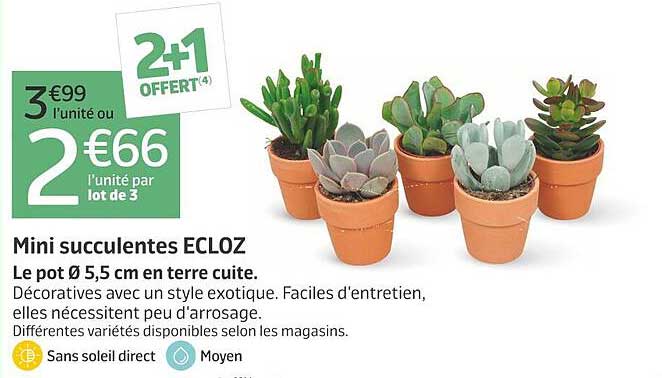 Mini succulentes ECLOZ