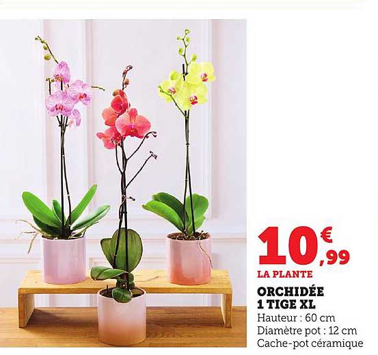 ORCHIDÉE 1 TIGES XL