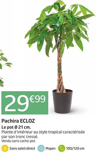 Pachira ECLOZ