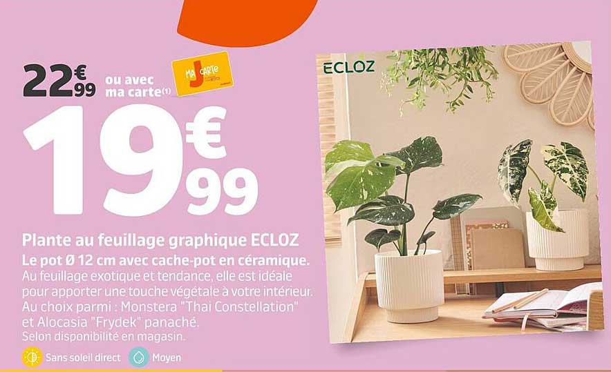 Plante au feuillage graphique ECLOZ