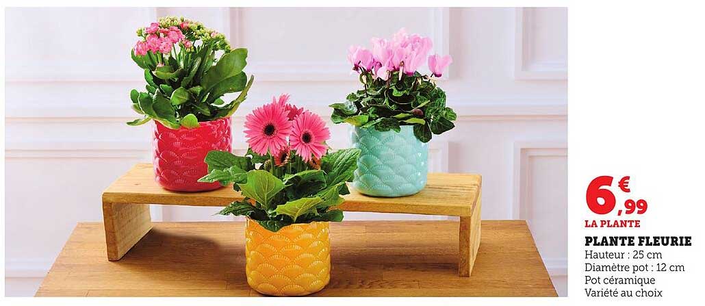 PLANTE FLEURIE