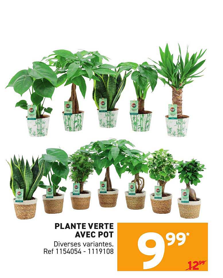 PLANTE VERTE AVEC POT