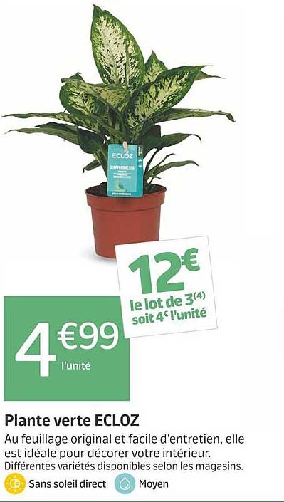 Plante verte ECLOZ