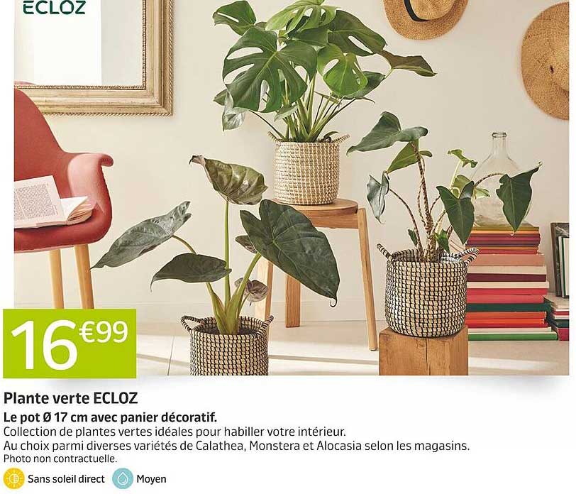 Plante verte ECLOZ