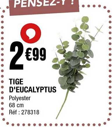 TIGE D'EUCALYPTUS