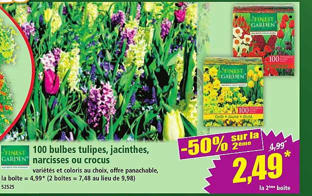 100 bulbes tulipes, jacinthes, narcisses ou crocus
