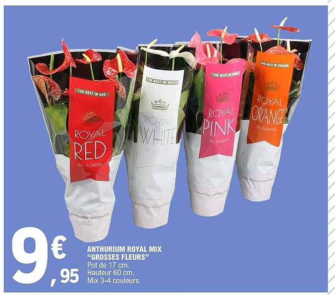 ANTHURIUM ROYAL MIX “GROSSES FLEURS”