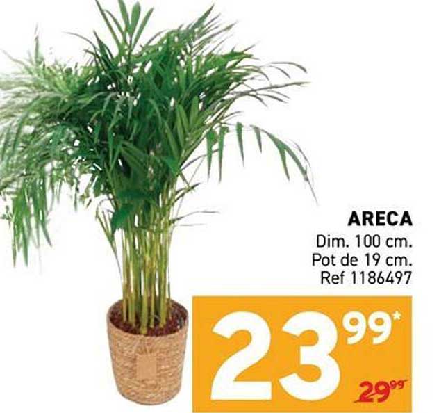 ARECA