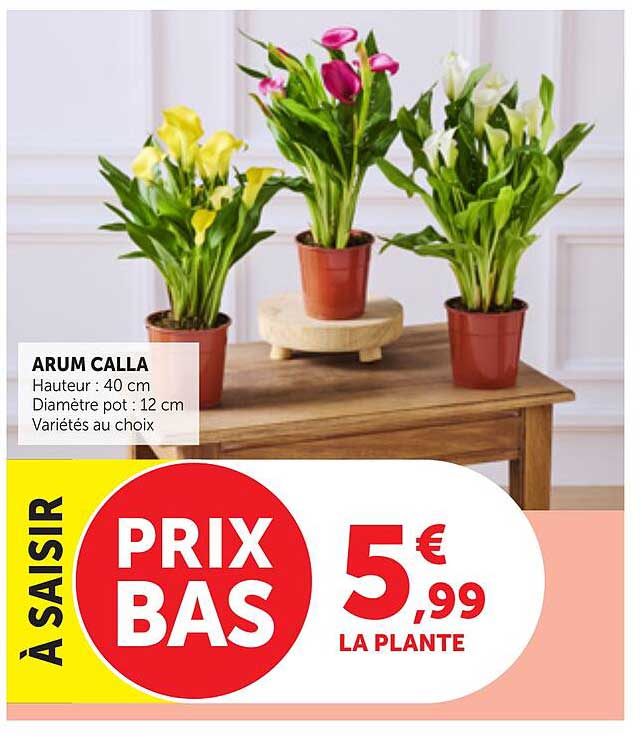 ARUM CALLA