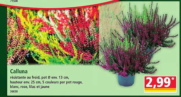 Calluna